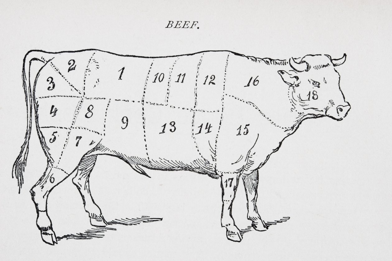 Dibujo de un buey marcado para mostrar dieciocho cortes diferentes de carne de English School