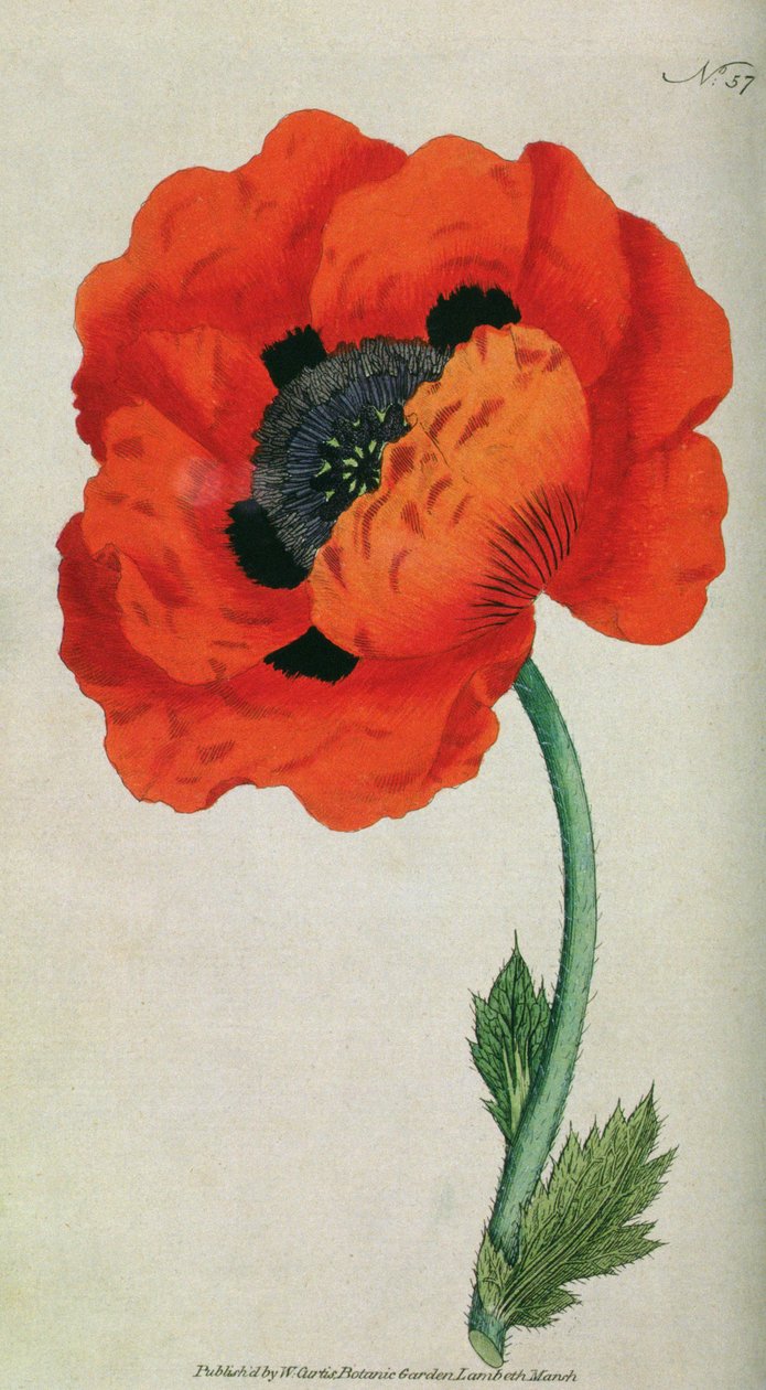 Amapola oriental (Papaver orientale), lámina 57 de The Botanical Magazine de William Curtis (o Flower Garden Displayed), pub. 1787 de English School