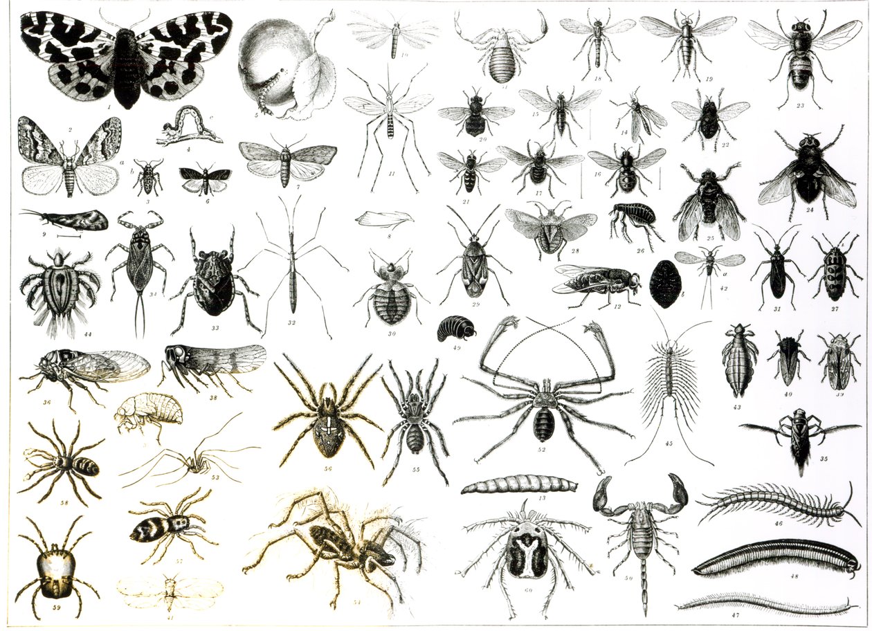 Entomología, Miriápodos y Arácnidos de English School