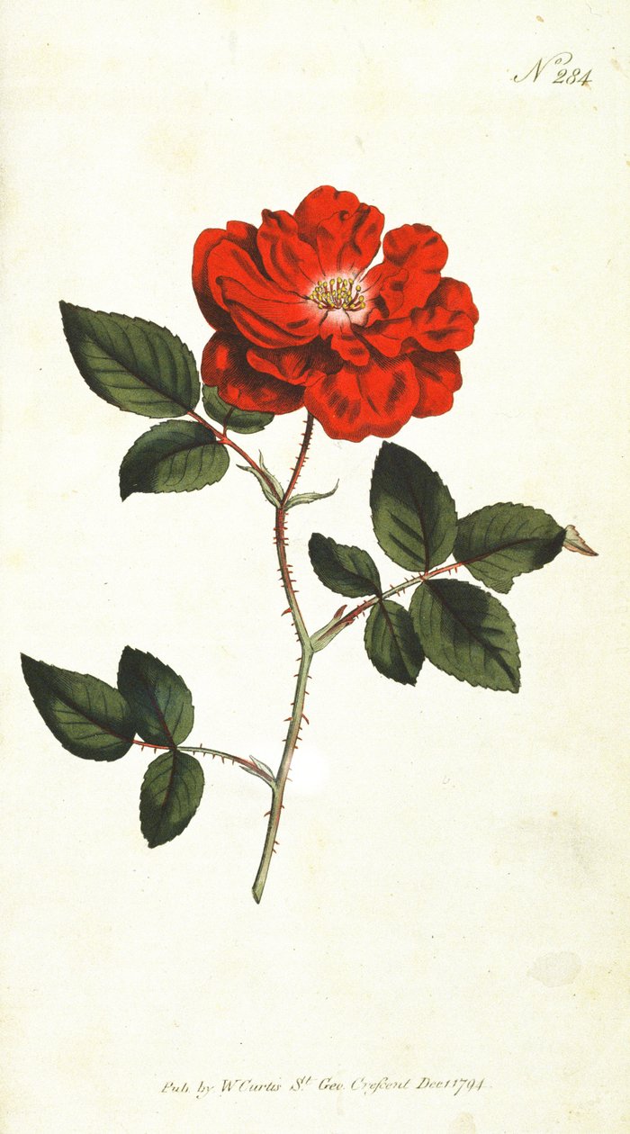 Rosa siempreflorida (Rosa Semperflorens), lámina 284 de The Botanical Magazine de William Curtis (o Flower Garden Displayed), pub. 1794 de English School