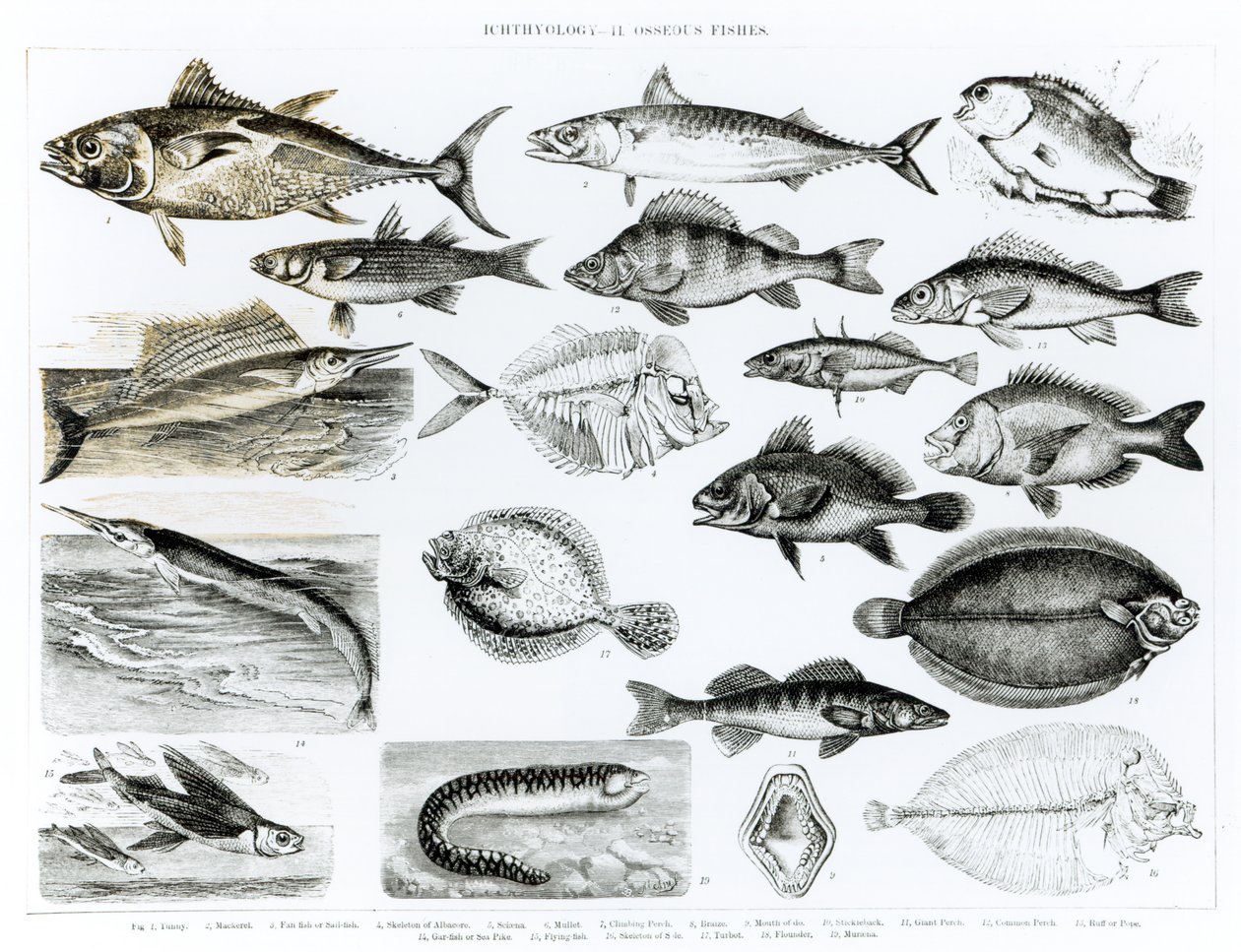 Ictiología Peces óseos de English School