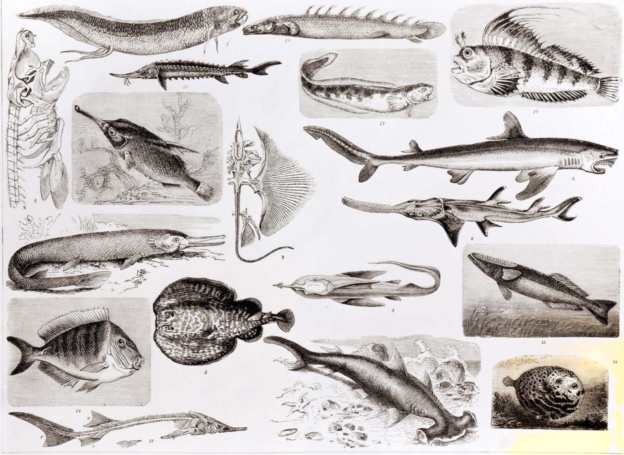 Ictiología: Peces Elasmobranquios, Ganoides y Óseos de English School