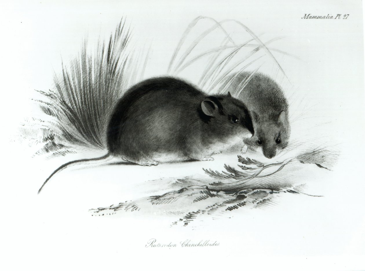 Ratón, Tierra del Fuego, América del Sur c.1832-36 de English School