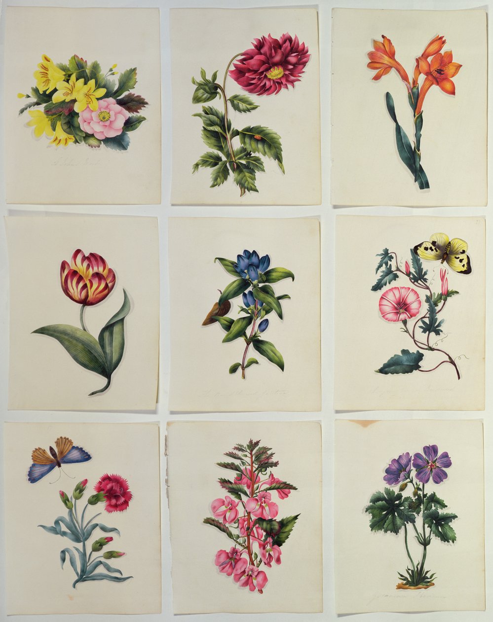 Nueve Platos de Flores de English School