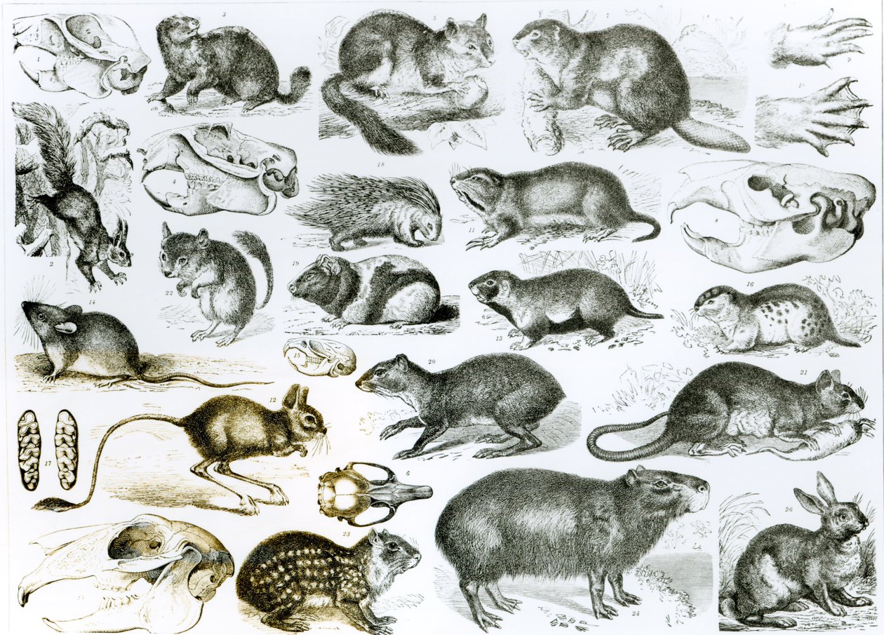 Rodentia-Roedores o animales roedores de English School