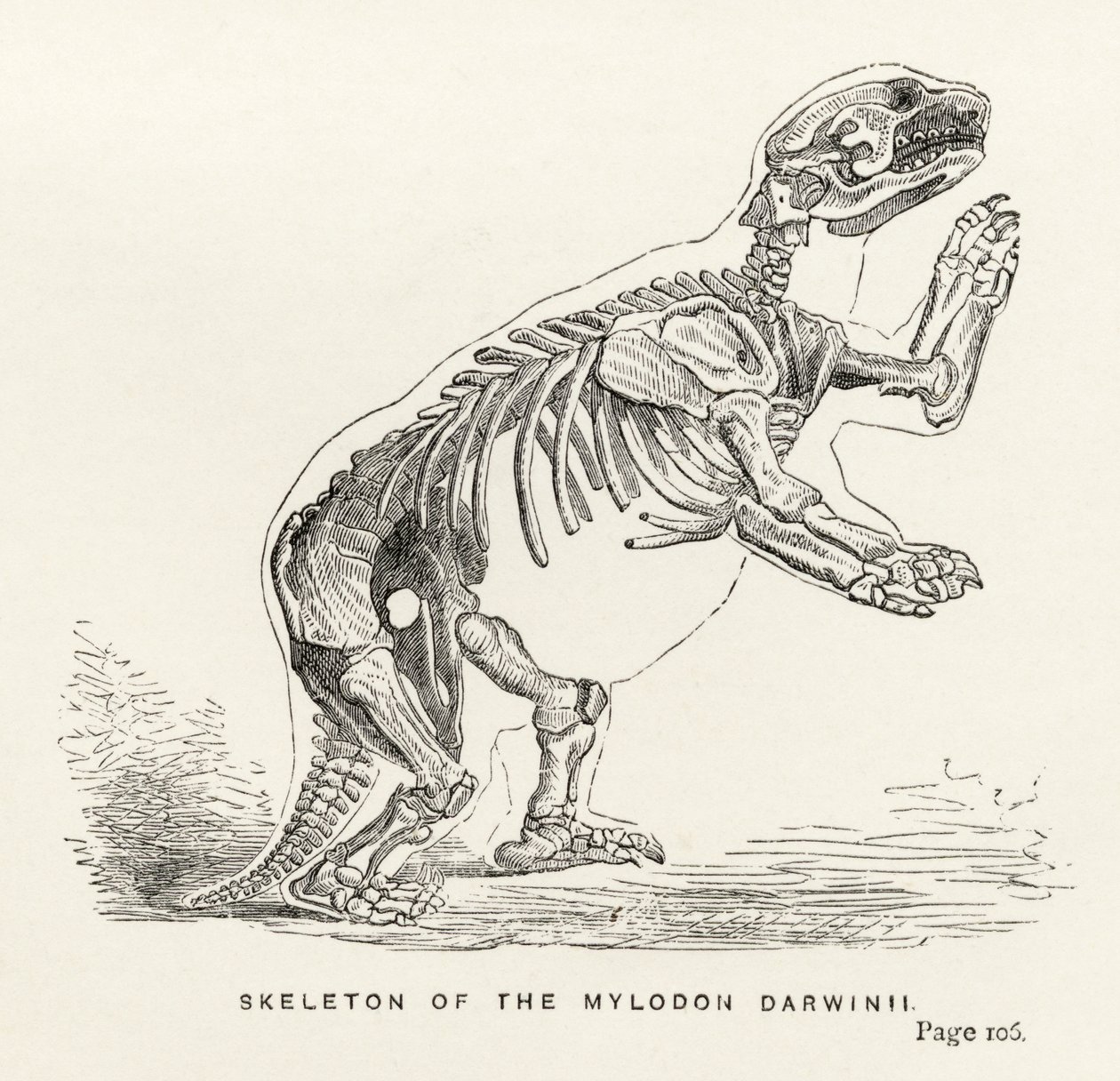 Esqueleto del Mylodon Darwinii, de 