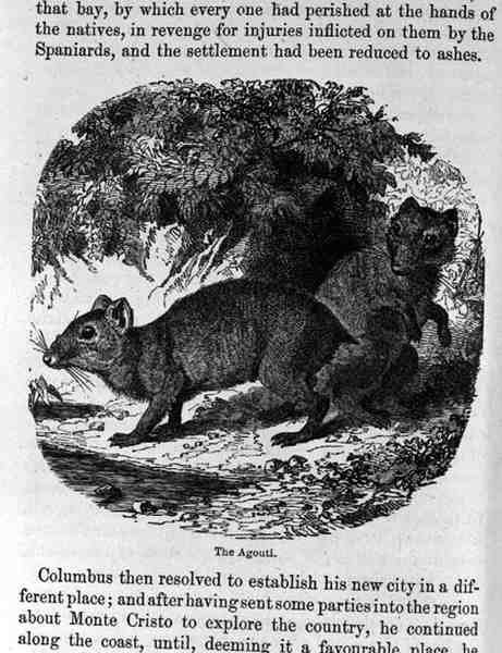 El agutí, de Santo Domingo pasado y presente por Samuel Hazard, pub. 1873 de English School