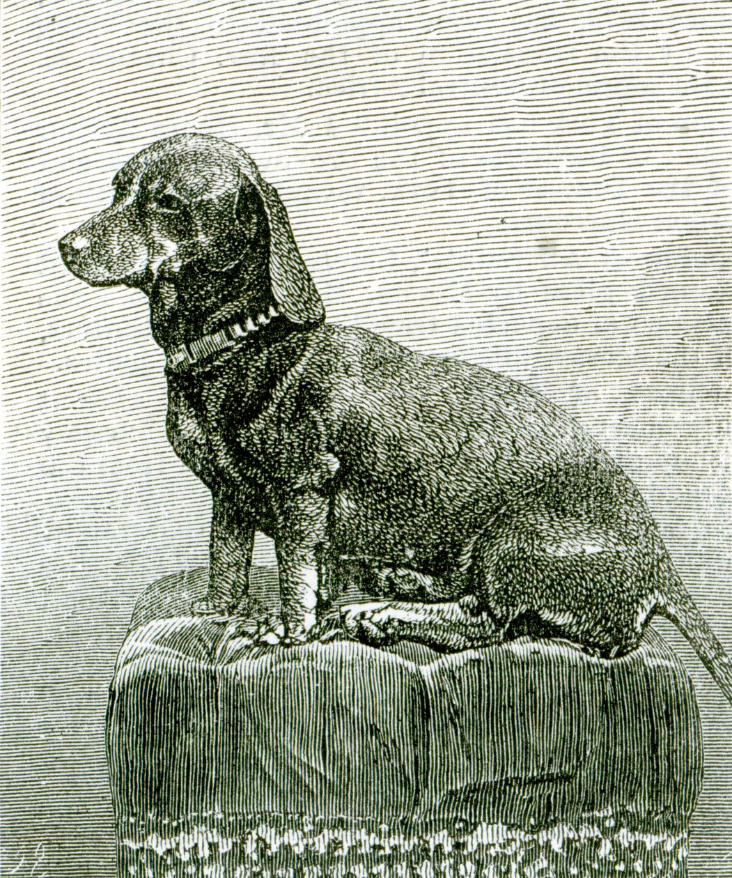 El perro Jacob, de 
