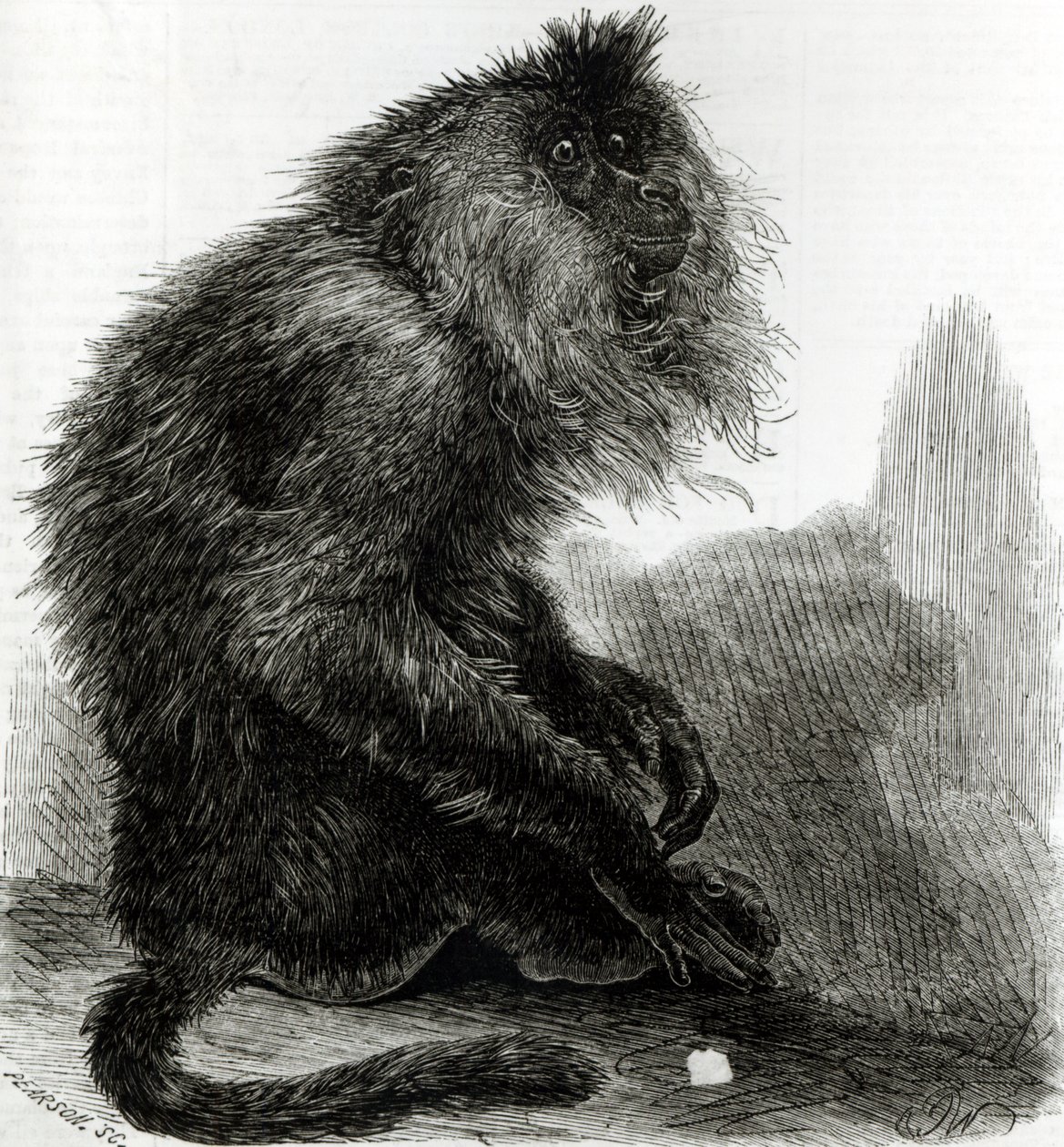 El mono Waderoo indio (Silenus Veter) grabado por Pearson, octubre de 1859 de English School