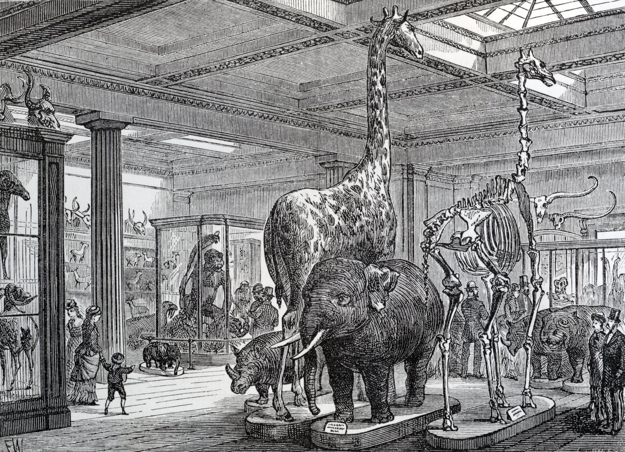 El Salón de los Mamíferos, ilustración de 