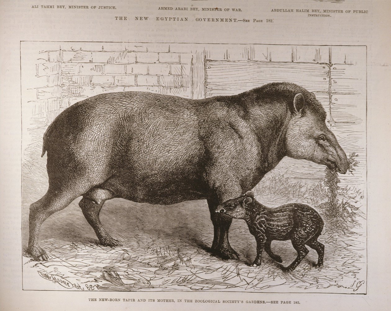 El Tapir Recién Nacido y su Madre, en los Jardines de la Sociedad Zoológica, de 