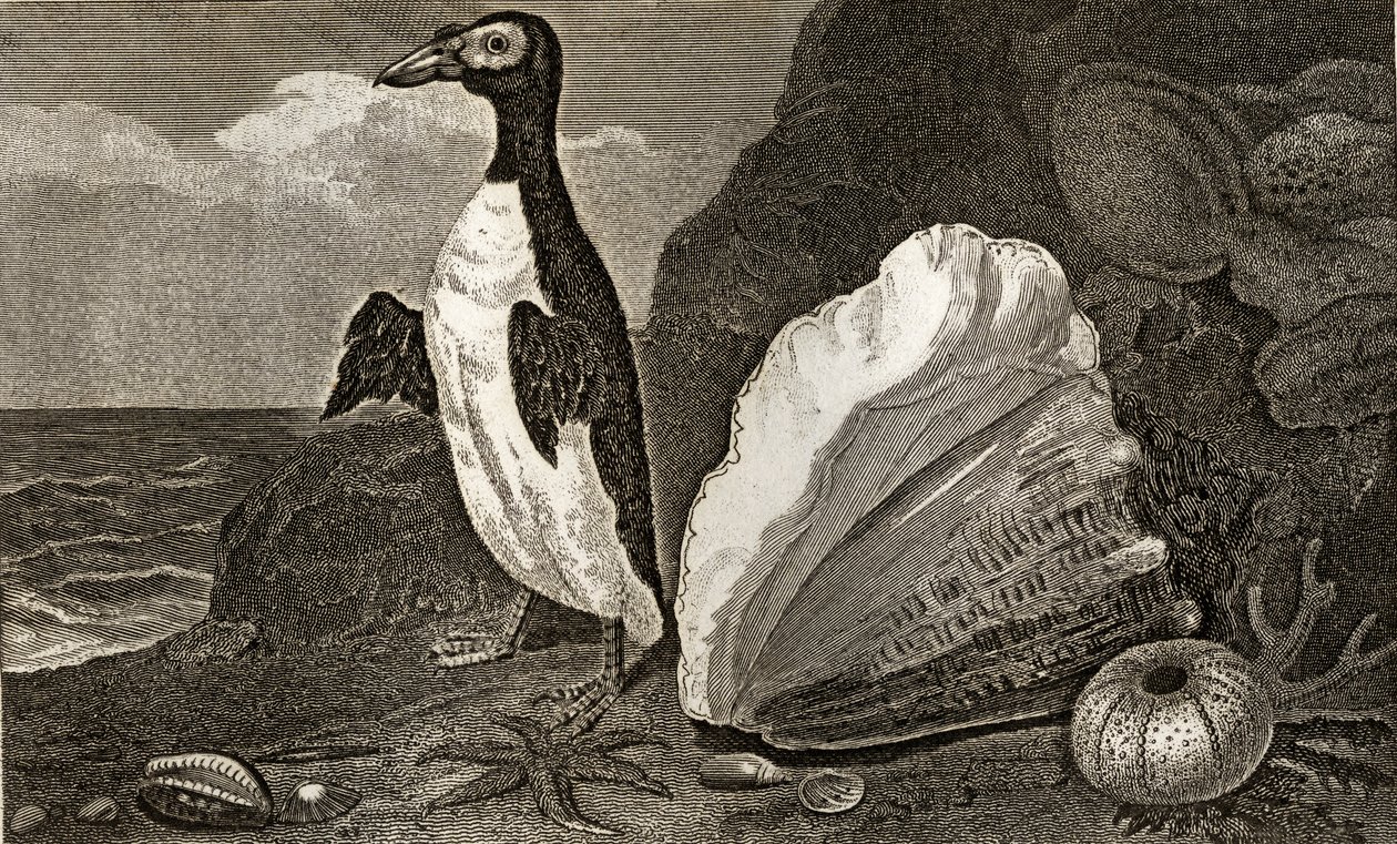 El pingüino con la concha y otras conchas y esponjas de English School