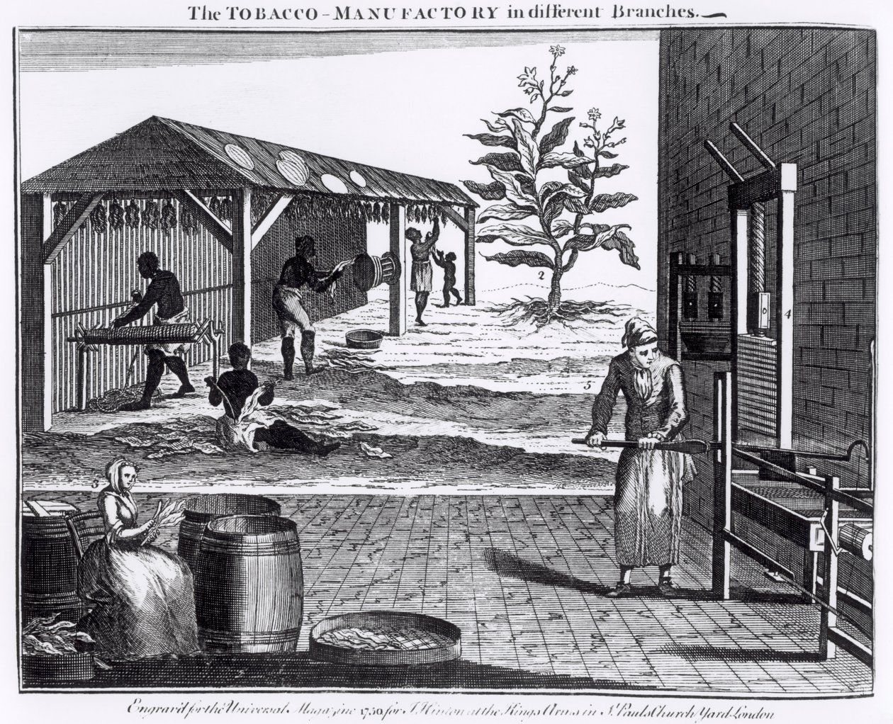 La fábrica de tabaco en diferentes ramas, grabado para la Revista Universal, 1750 de English School