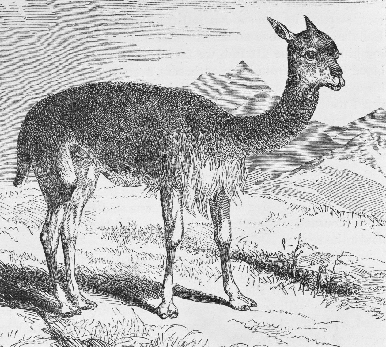 La Vicuña en el Río de Azufre, de 