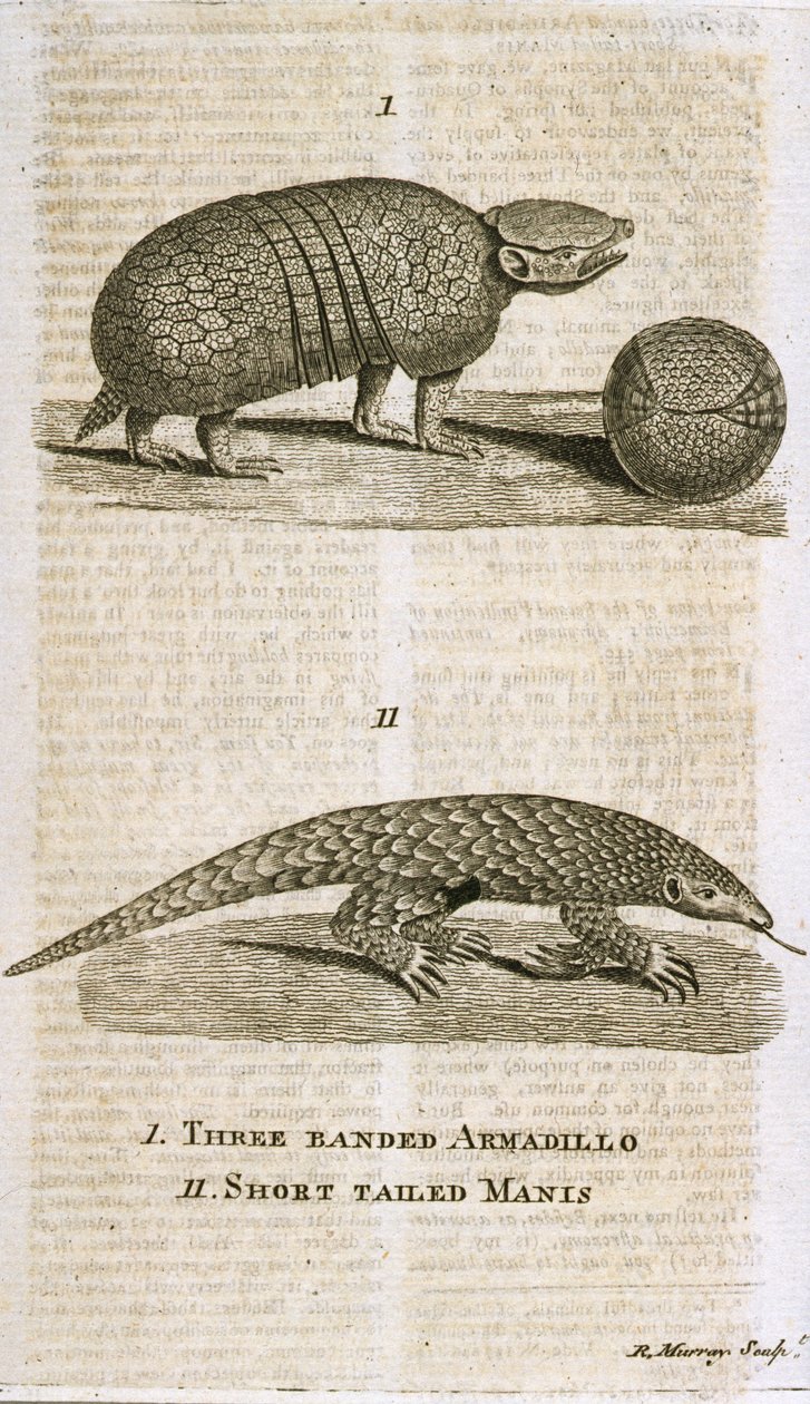 Armadillo de tres bandas y Manis de cola corta, de 