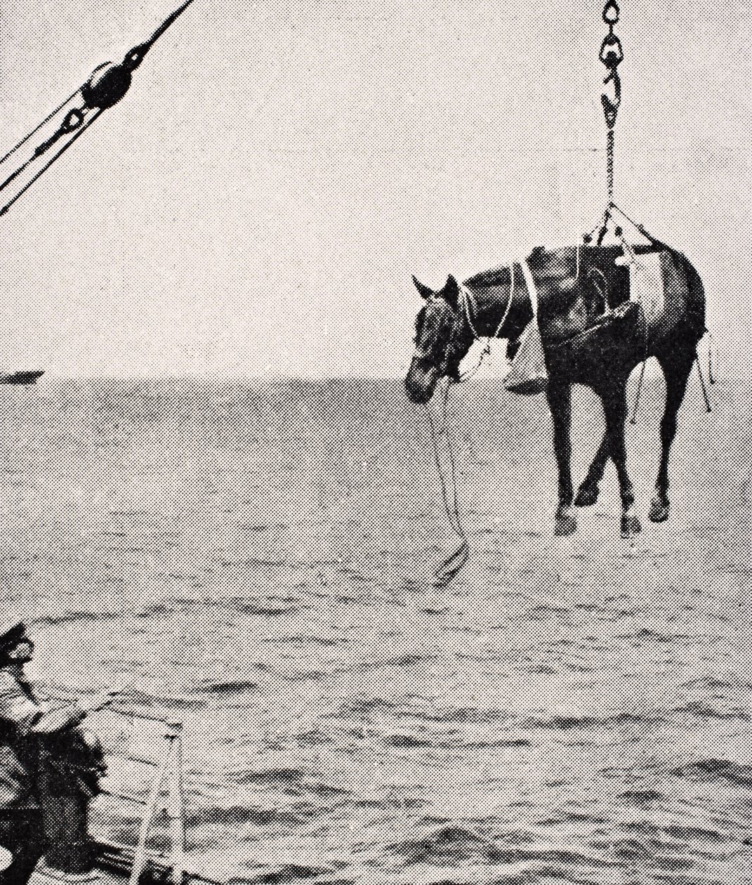 Transfiriendo caballo de barco a tierra en el Golfo Pérsico, 1915, de 