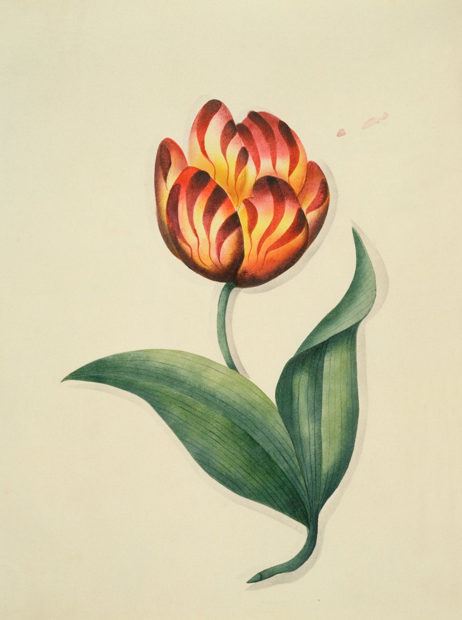 Tulipán, de Flores, un Manuscrito Botánico Inglés, c.1840 de English School