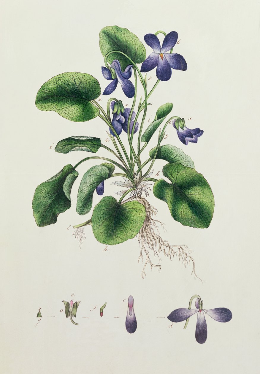 Violetas, página de un Álbum de Estudios Botánicos c.1830 de English School