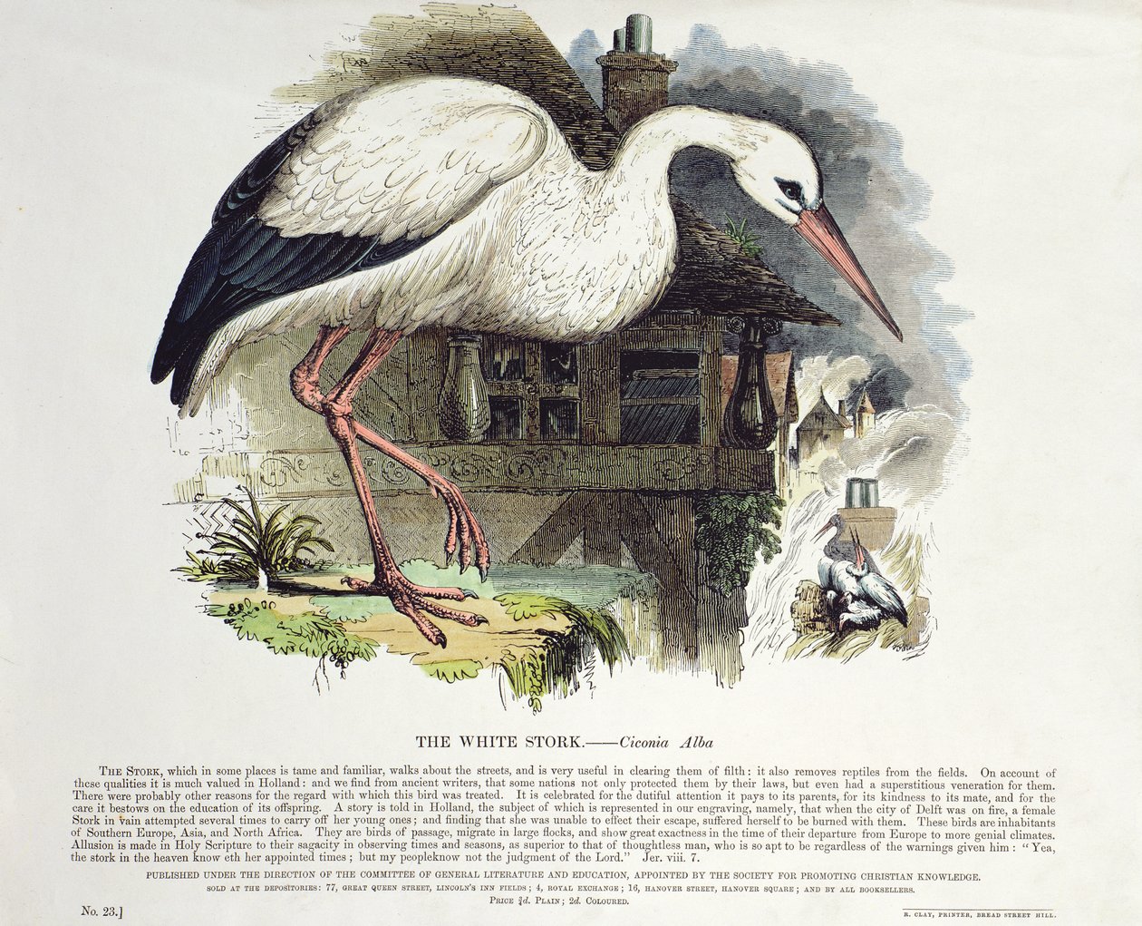 Cigüeña Blanca (Ciconia Alba) de English School