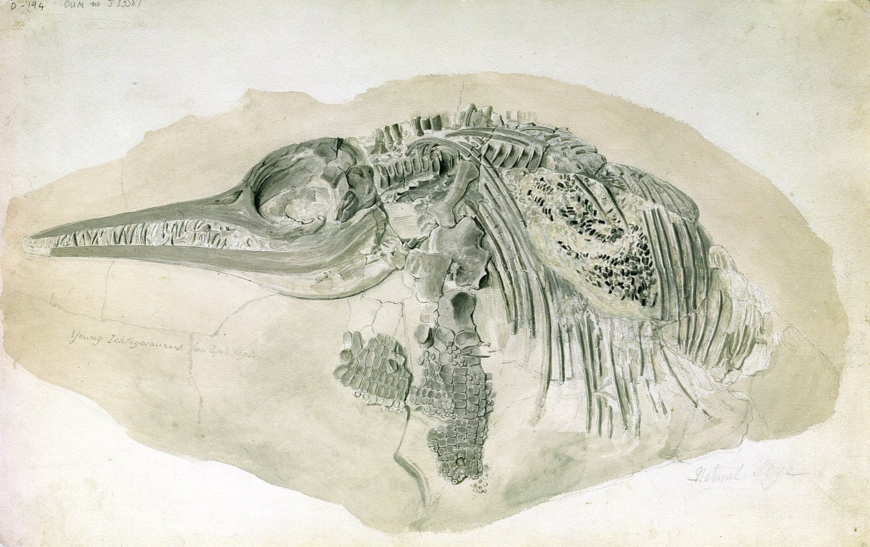 Joven Ictiosaurio de Lyme Regis de English School