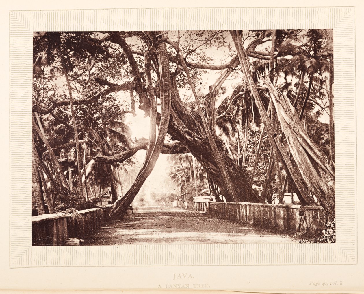 Un árbol de Banyan, Java de English Photographer