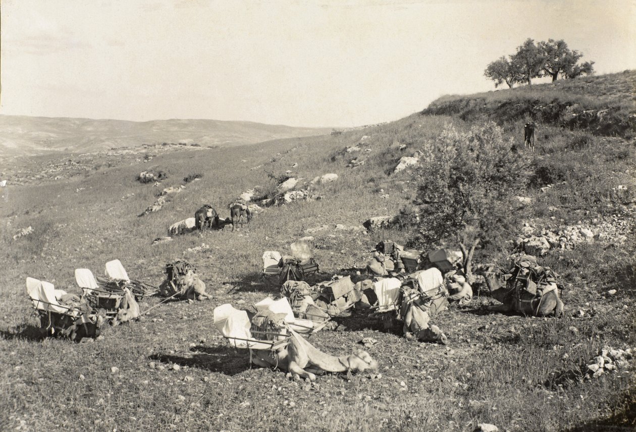 Camellos ambulancia, c.1916-19 (foto en blanco y negro) de English Photographer