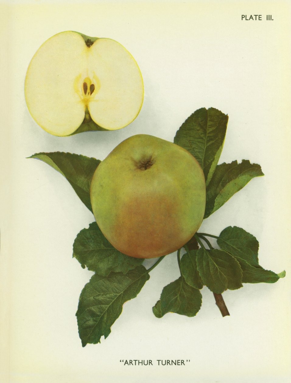 Manzanas de Inglaterra: Arthur Turner (foto en color) de English Photographer