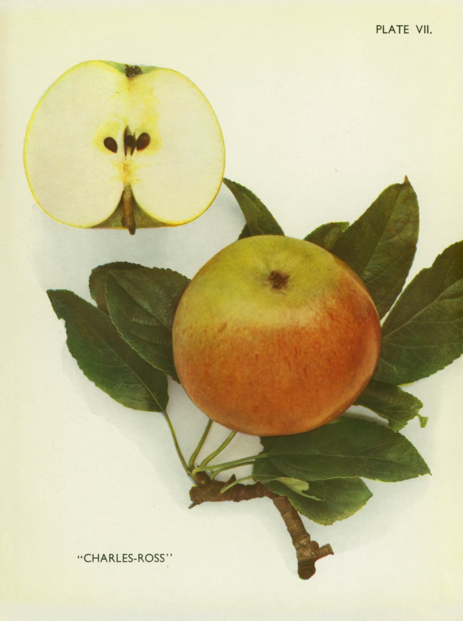 Manzanas de Inglaterra: Charles-Ross (foto en color) de English Photographer