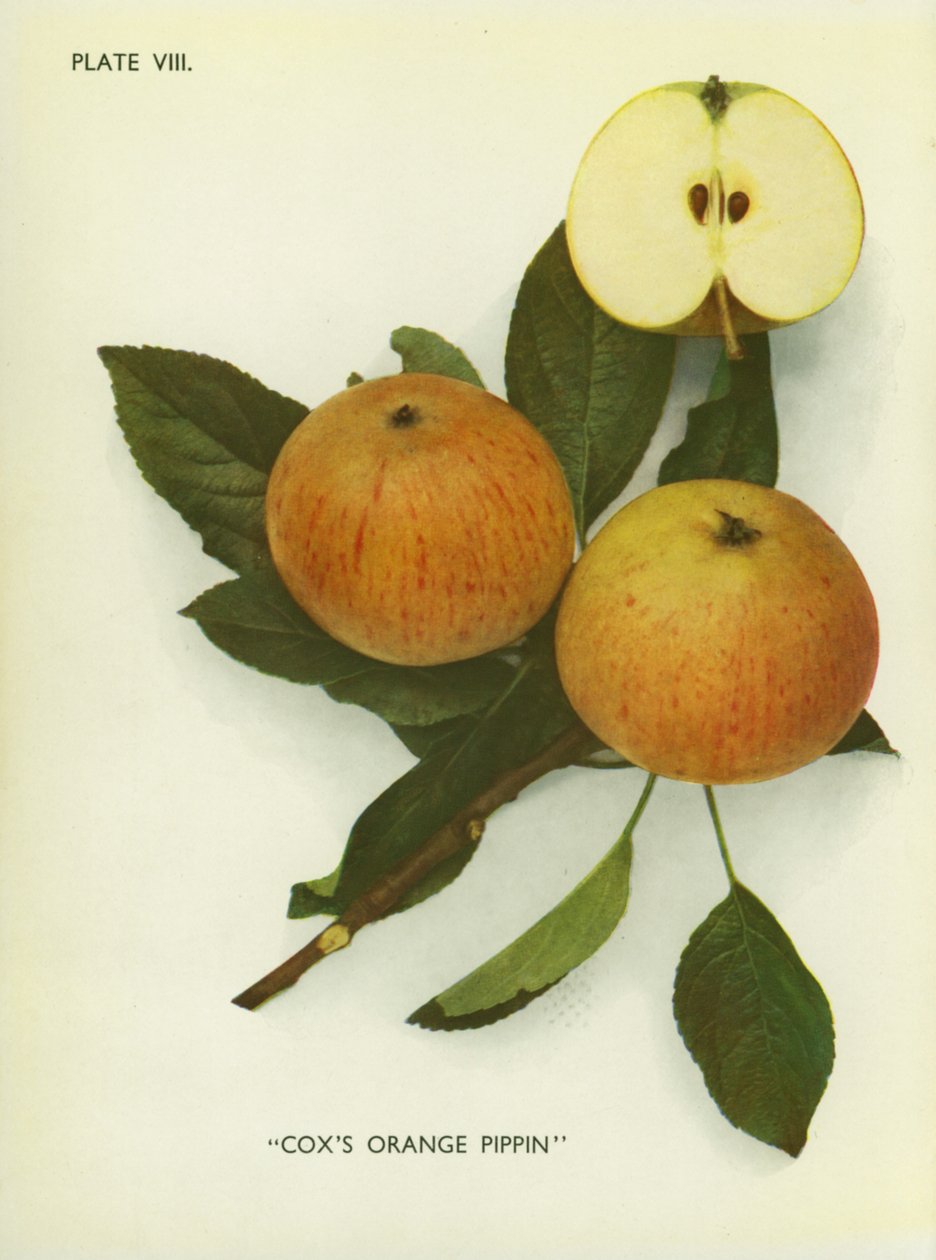 Manzanas de Inglaterra: Cox
