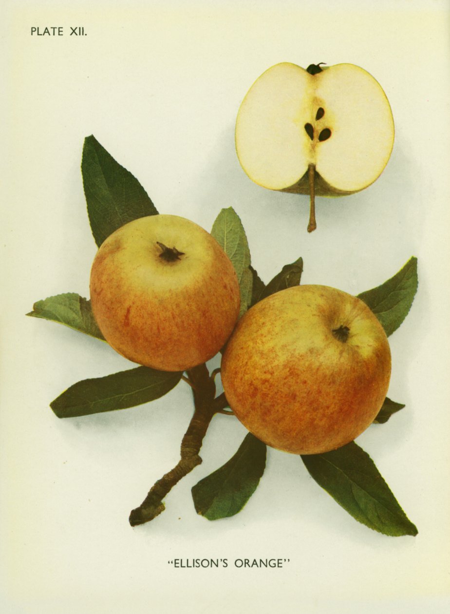 Manzanas de Inglaterra: Ellison