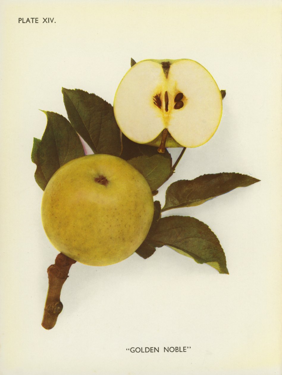 Manzanas de Inglaterra: Golden Noble (foto en color) de English Photographer
