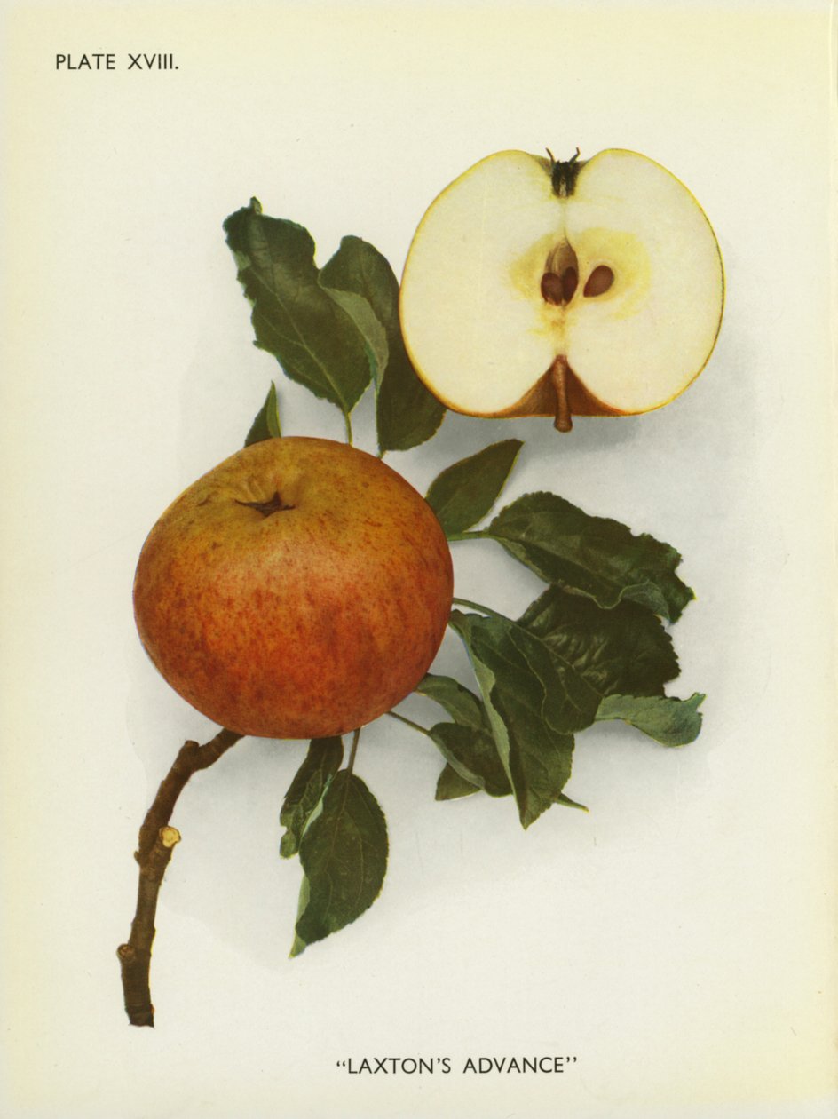Manzanas de Inglaterra: Laxton