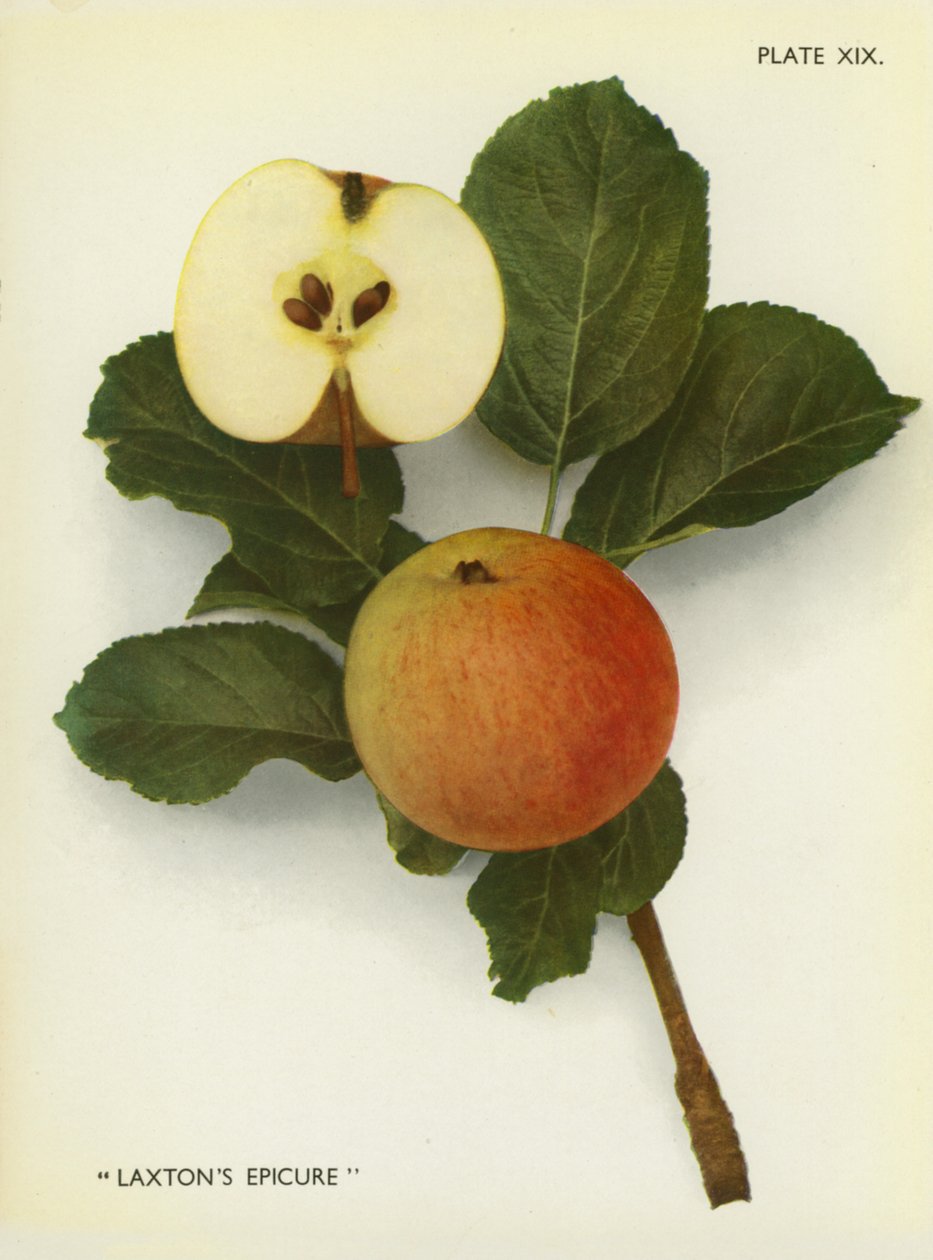 Manzanas de Inglaterra: Laxton