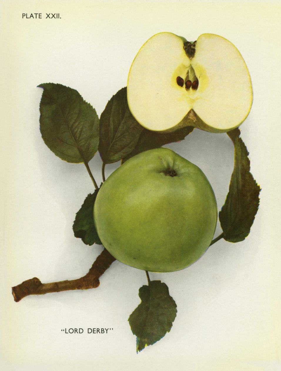 Manzanas de Inglaterra: Lord Derby (foto en color) de English Photographer