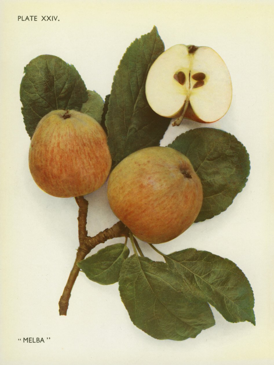 Manzanas de Inglaterra: Melba (foto en color) de English Photographer