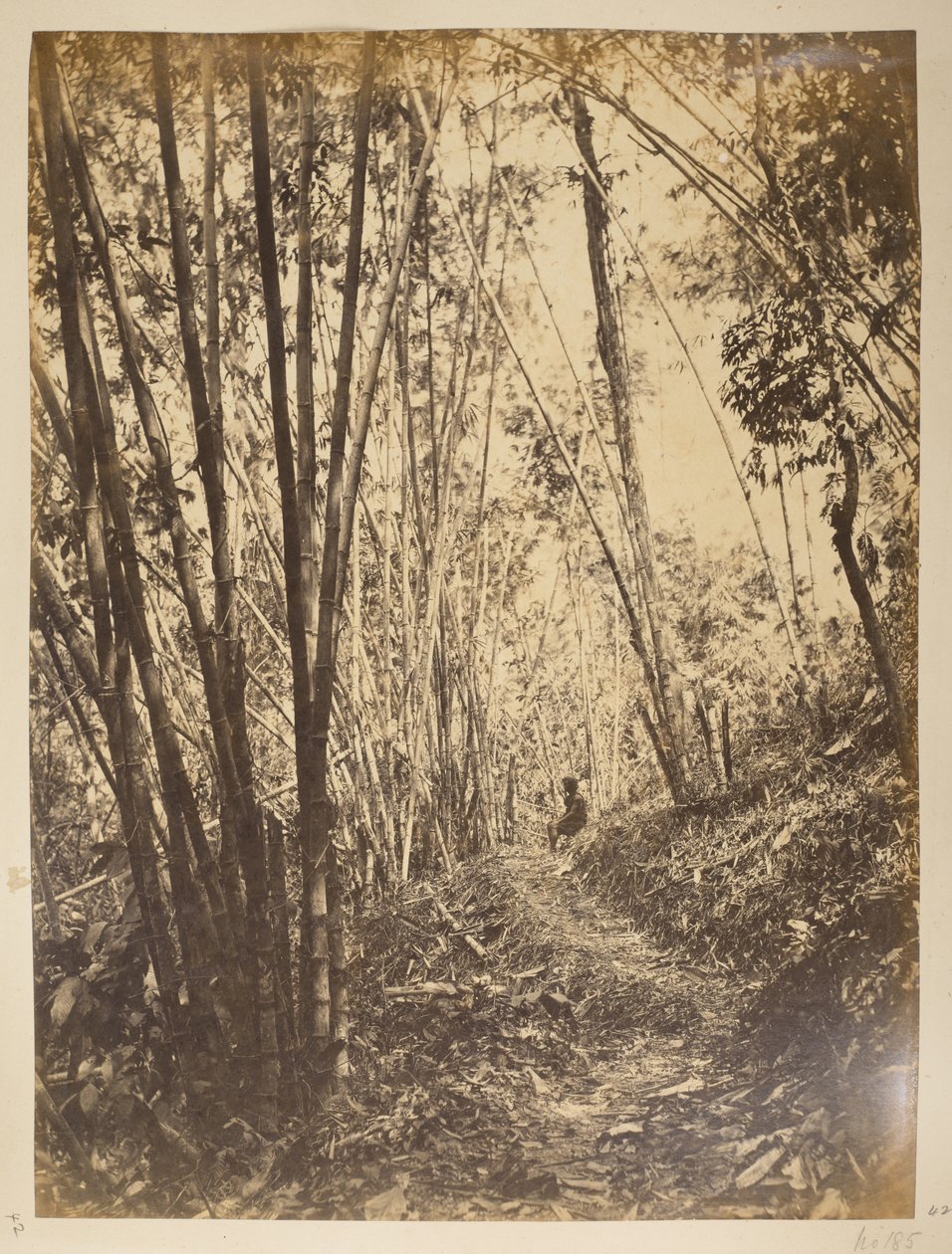 Bosque de bambú en el Teesta.  Vistas de Darjeeling. 1870 de English Photographer