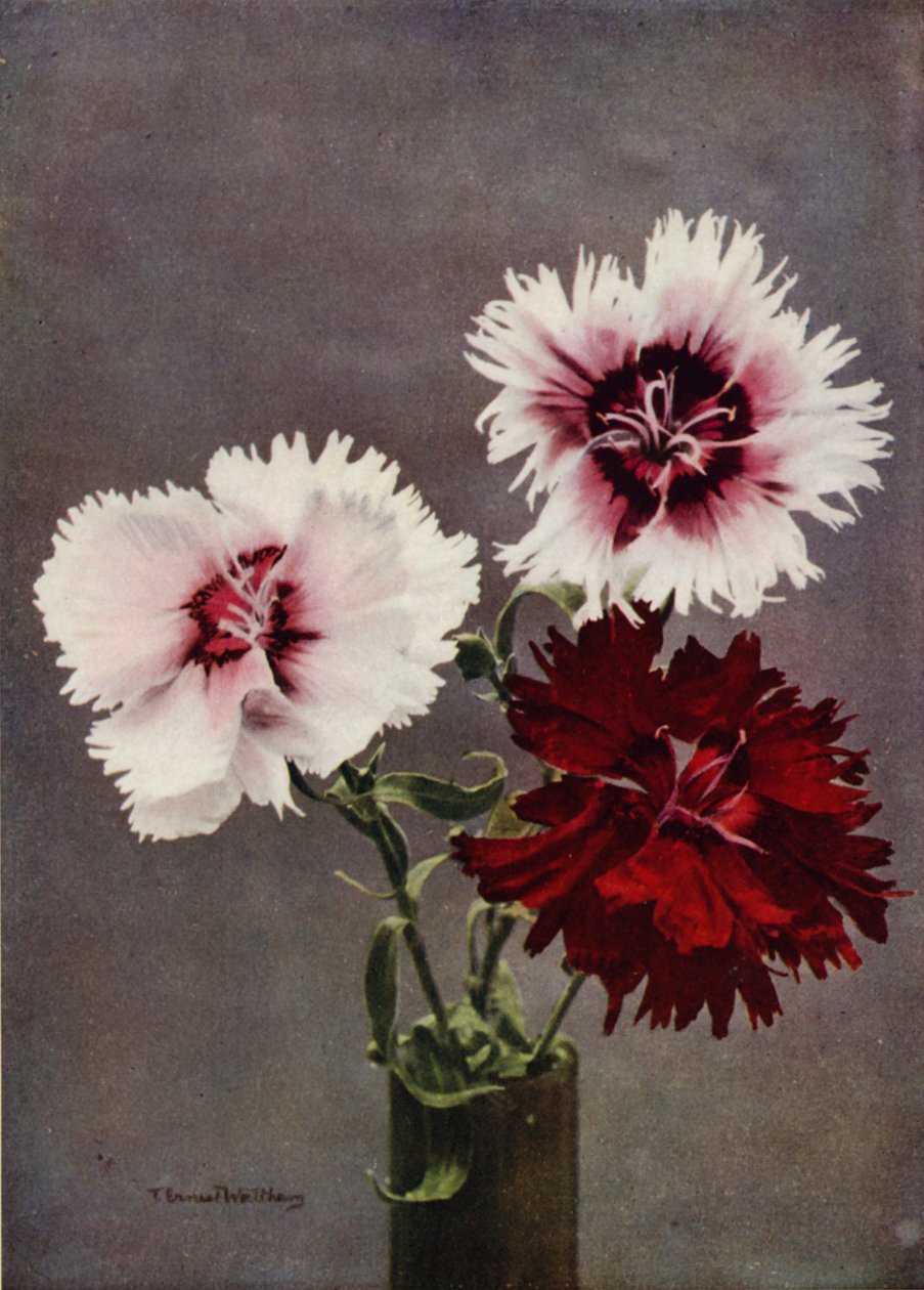 Dianthus Chinensis, var Heddewigii (foto en color) de English Photographer