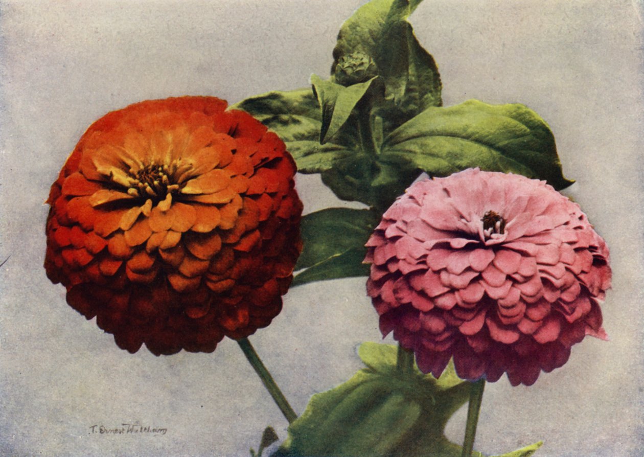 Zinnias dobles (foto en color) de English Photographer