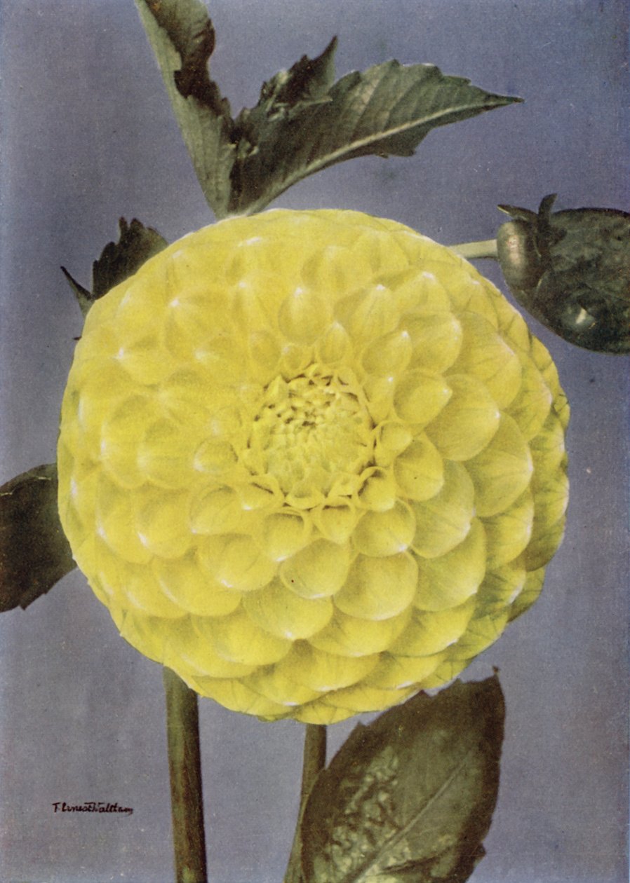 Fancy Dahlia, Sra. Saunders (foto en color) de English Photographer