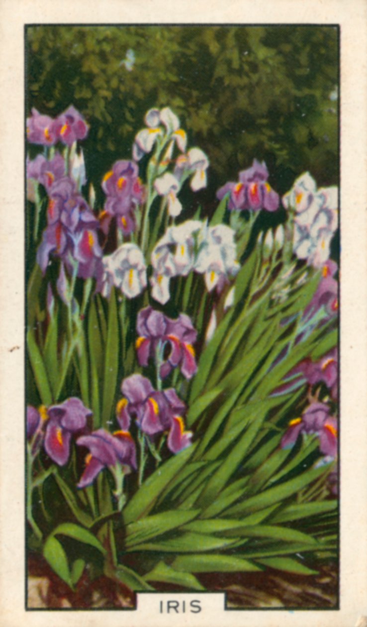 Flores de jardín: Iris (foto en color) de English Photographer
