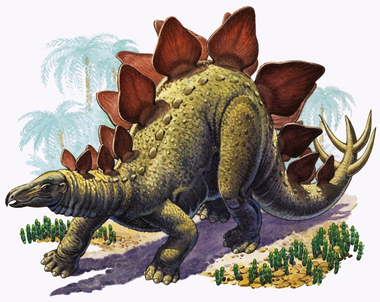 Stegosaurus (gouache sobre papel) de English Photographer