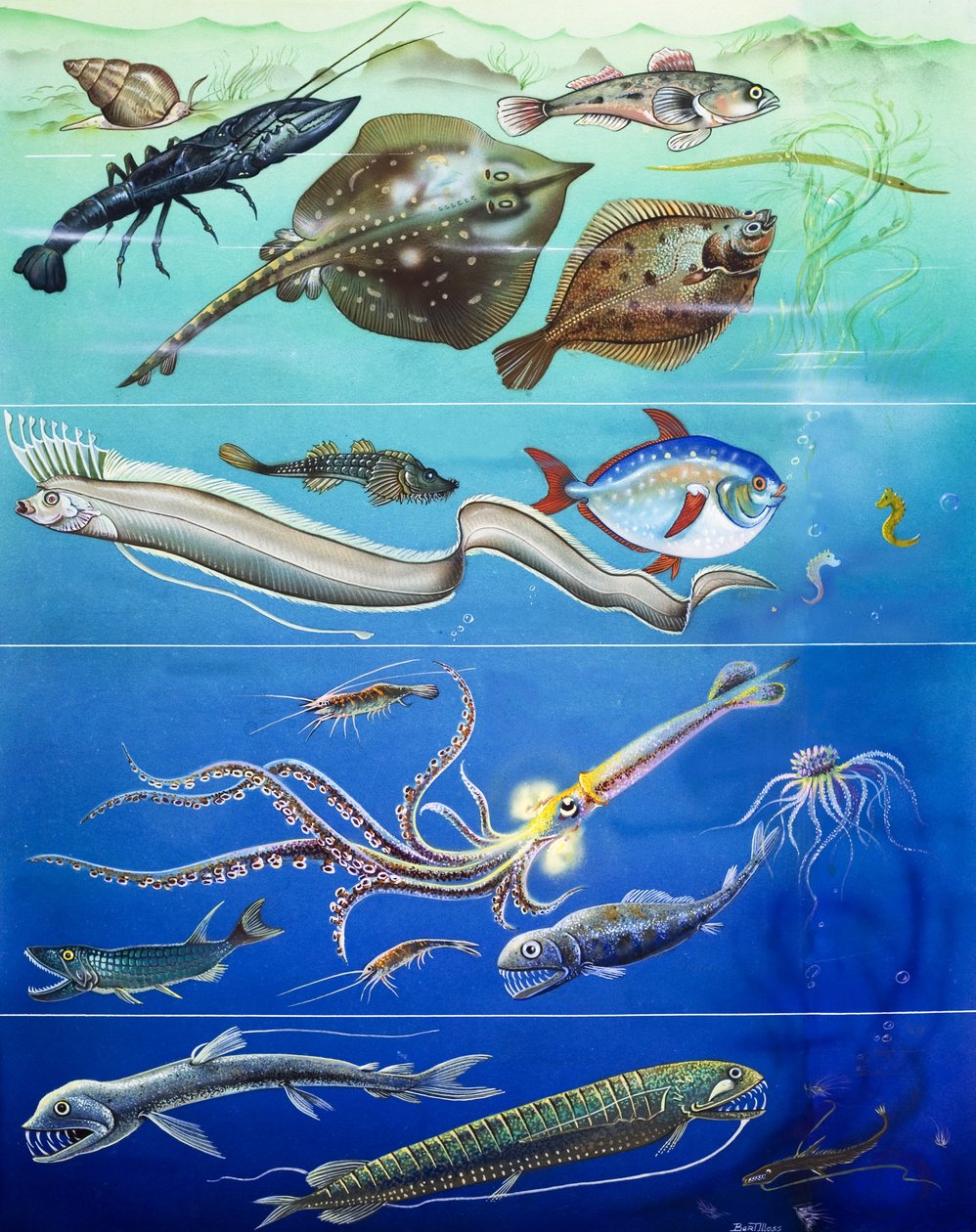 Underwater Creatures Montage (gouache sobre papel) de English Photographer