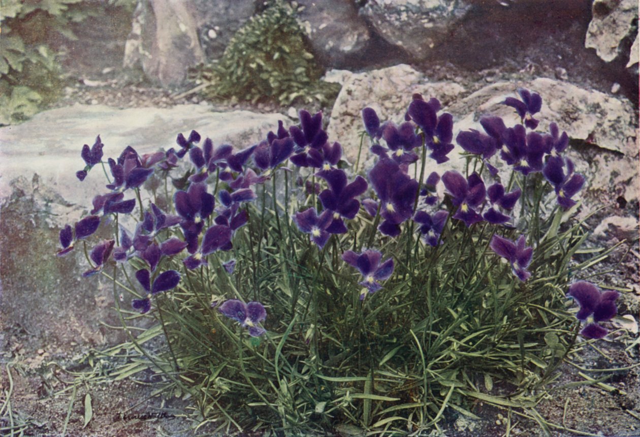Viola Gracilis (foto en color) de English Photographer