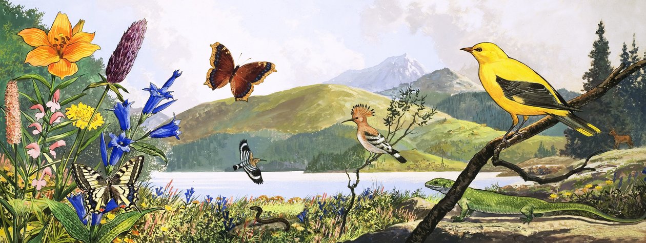 Fauna de Europa Central, ilustración de "Nature