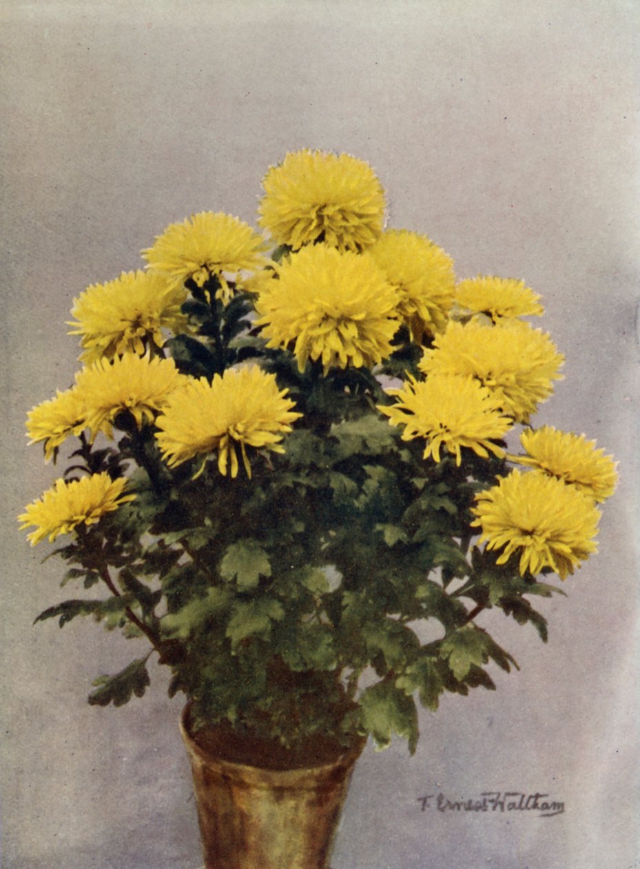 Caprice du Printemps amarillo de English Photographer