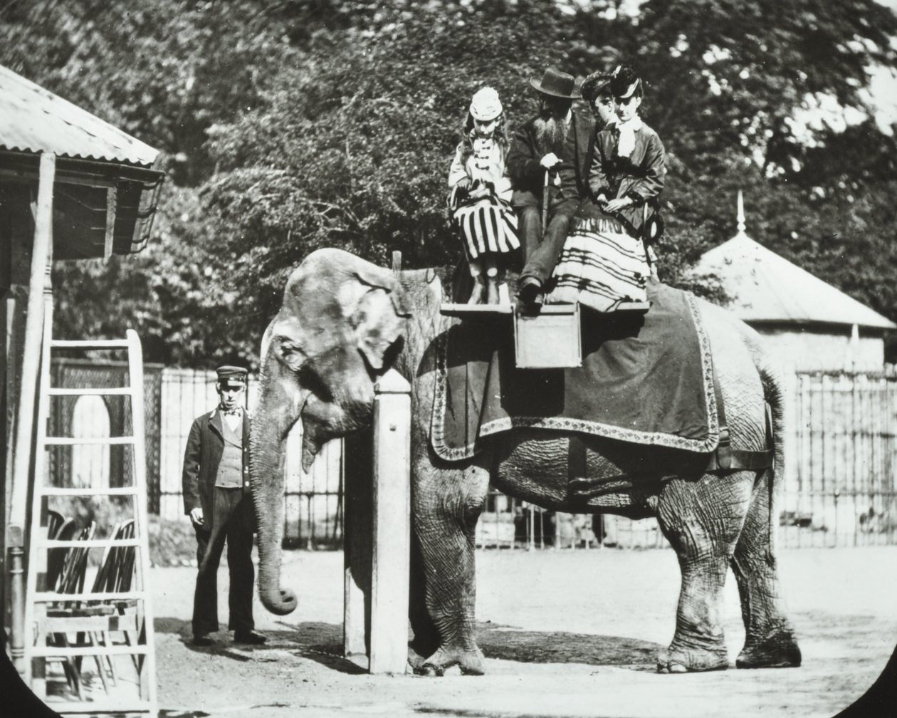 Jardines Zoológicos, Regents Park: elefante con adultos y niños paseando, Zoológico de Londres, 1894 de English Photographer