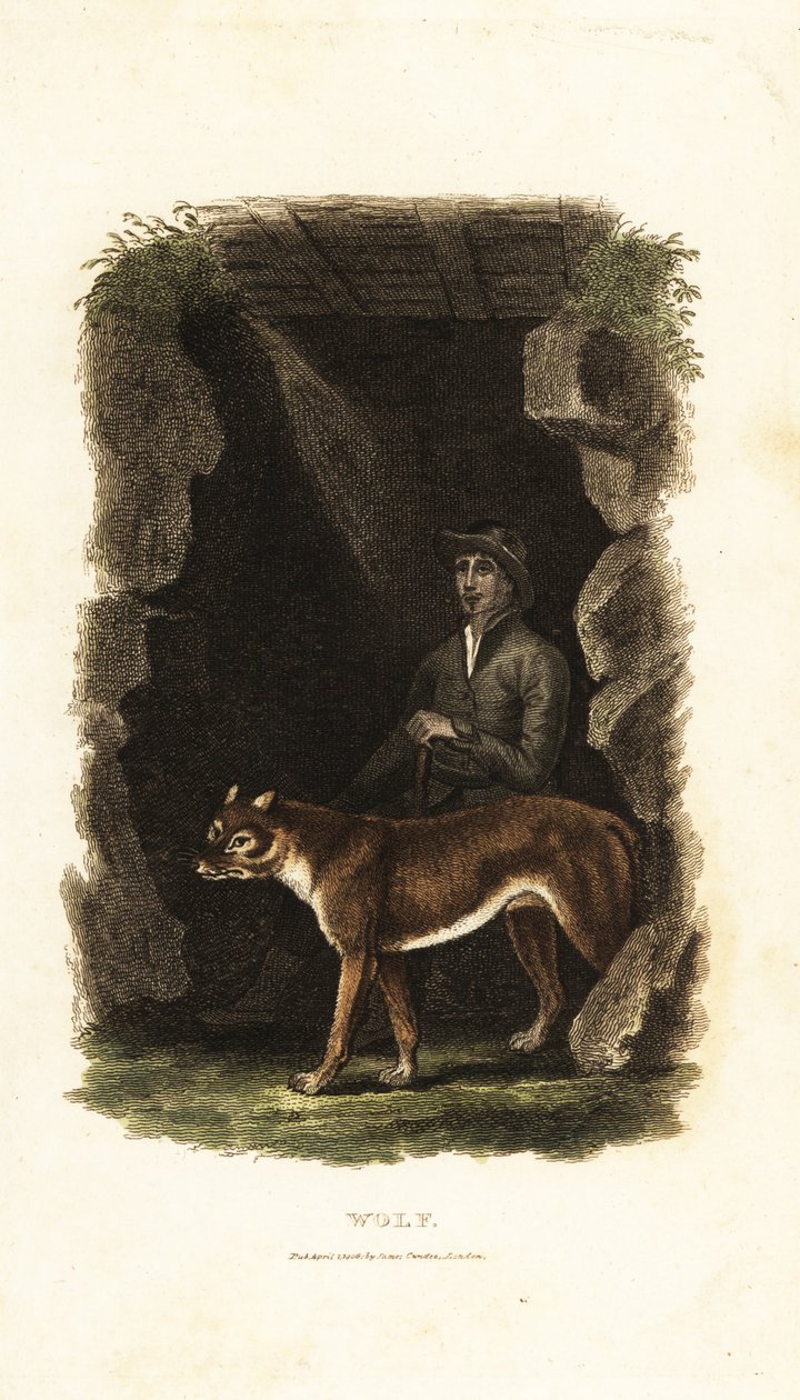 Caballero inglés del siglo XVIII y su lobo domesticado, Canis lupus, en la entrada de una cueva de English School