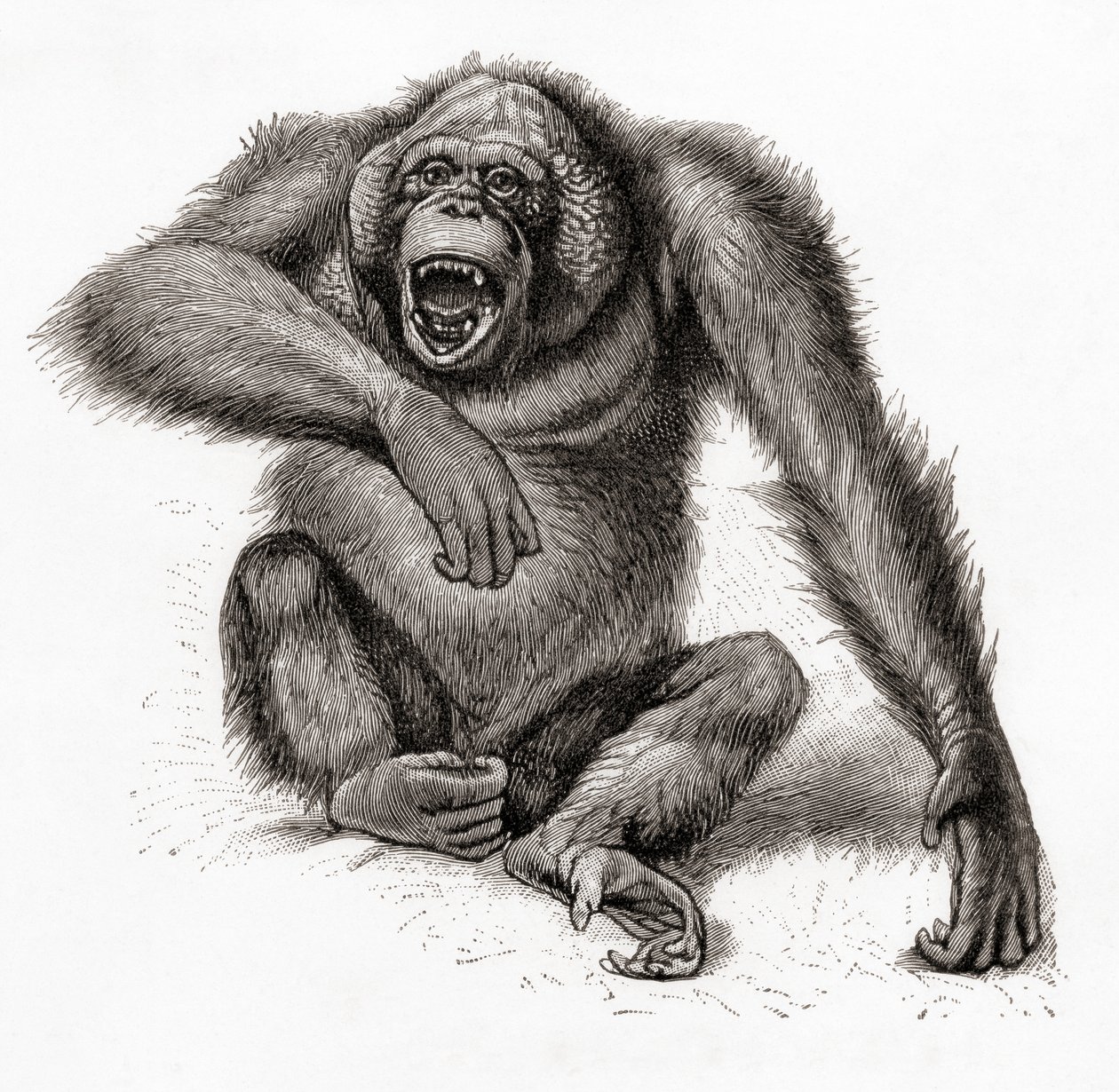 Orangután de Borneo, Pongo pygmaeus, también llamado orangután, orangután u orangután. Del Meyers Lexicon, publicado en 1924 (impresión) de English School