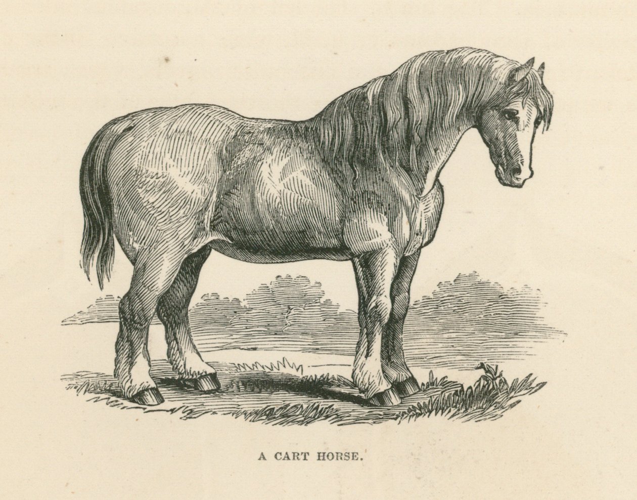 Un caballo de carro (grabado) de English School