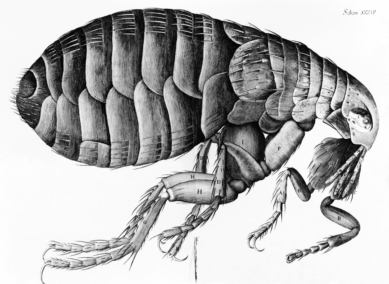 Una pulga observada al microscopio por Robert Hooke (1635-1703), 1665 de English School